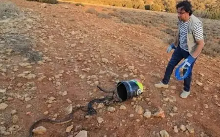 هذه حقيقة إطلاق أفاعي الكوبرا بضواحي مراكش