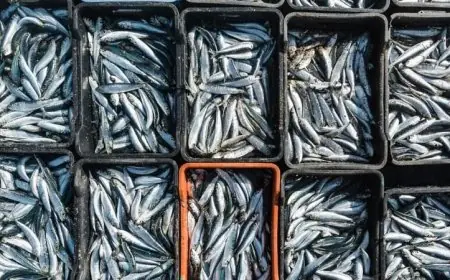 أسعار السردين تلامس 30 درهما.. ومهنيون يحملون وزارة الصيد البحري المسؤولية