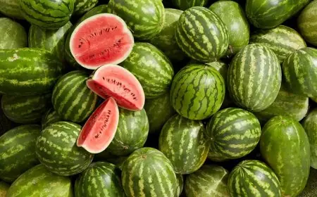 صادرات البطيخ المغربي إلى فرنسا ترتفع بـ155 بالمائة خلال عشر سنوات