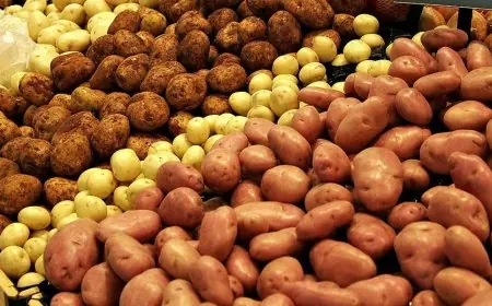 المغرب يعود إلى المنافسة بقوة في أسواق البطاطس العالمية