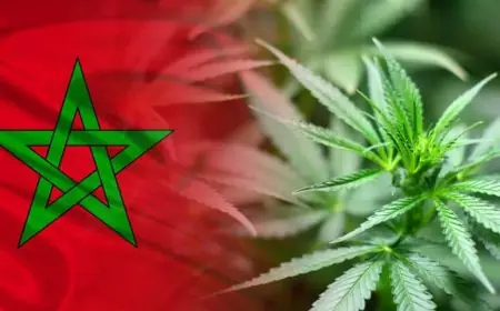القنب الهندي المغربي يطرق أبواب السوق الأوروبية ويقوي التعاون مع أمستردام