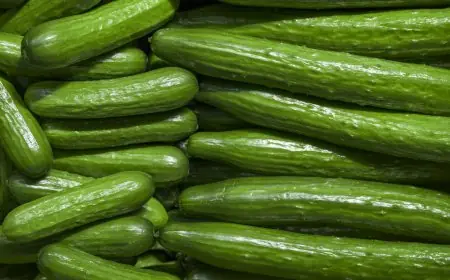 الخيار المغربي يقتحم السوق البريطانية بزيادة قياسية في الواردات