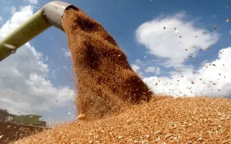 المغرب يزيد وارداته من القمح إلى 7.5 مليون طن وفق توقعات وزارة الزراعة الأمريكية