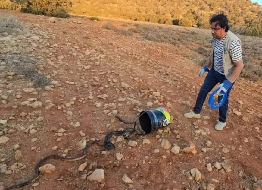 هذه حقيقة إطلاق أفاعي الكوبرا بضواحي مراكش