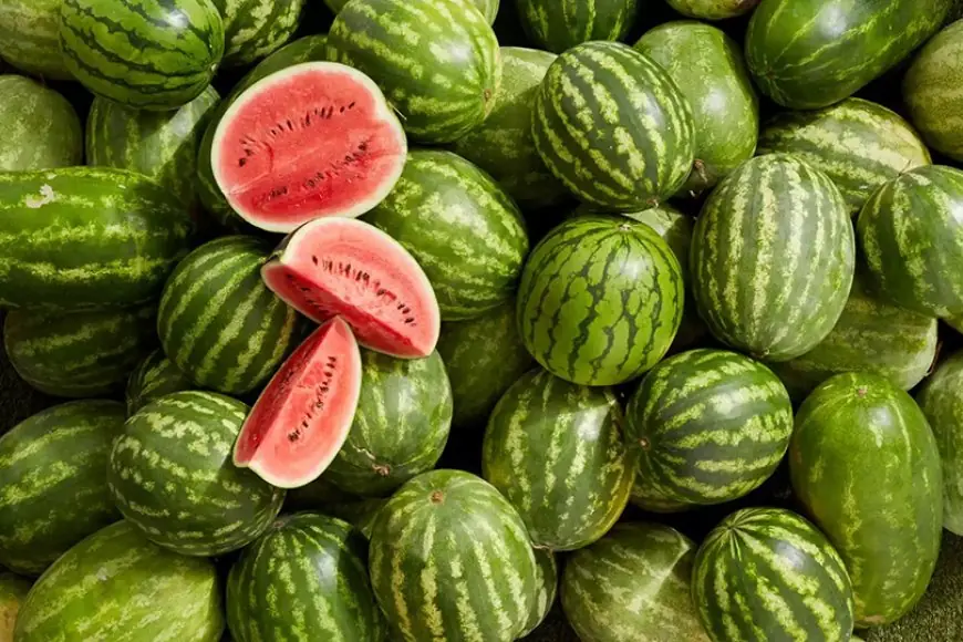 صادرات البطيخ المغربي إلى فرنسا ترتفع بـ155 بالمائة خلال عشر سنوات