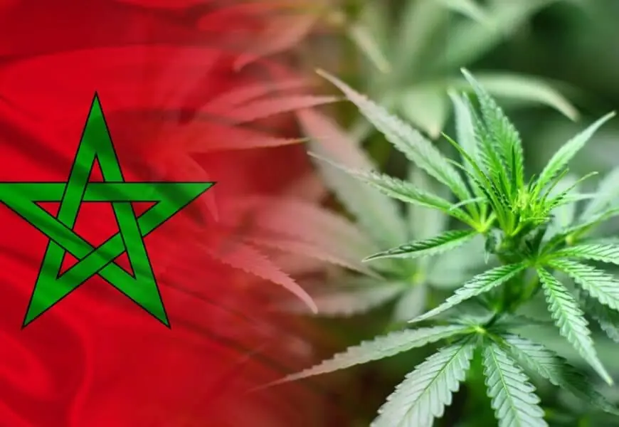 القنب الهندي المغربي يطرق أبواب السوق الأوروبية ويقوي التعاون مع أمستردام