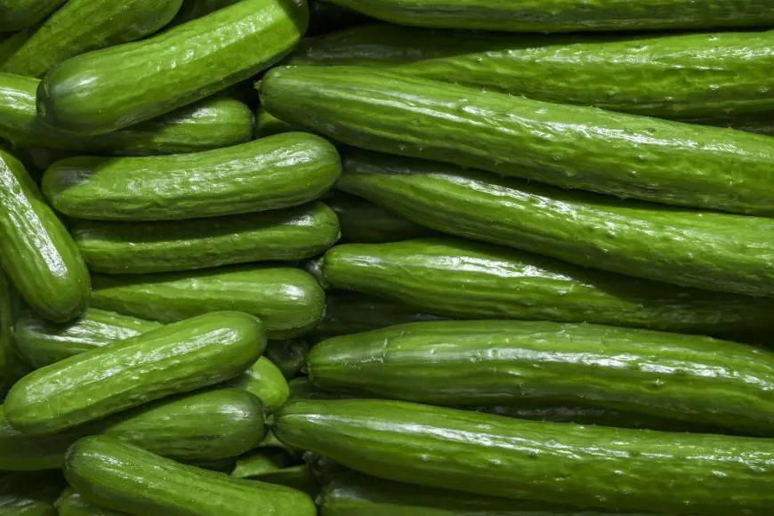 الخيار المغربي يقتحم السوق البريطانية بزيادة قياسية في الواردات