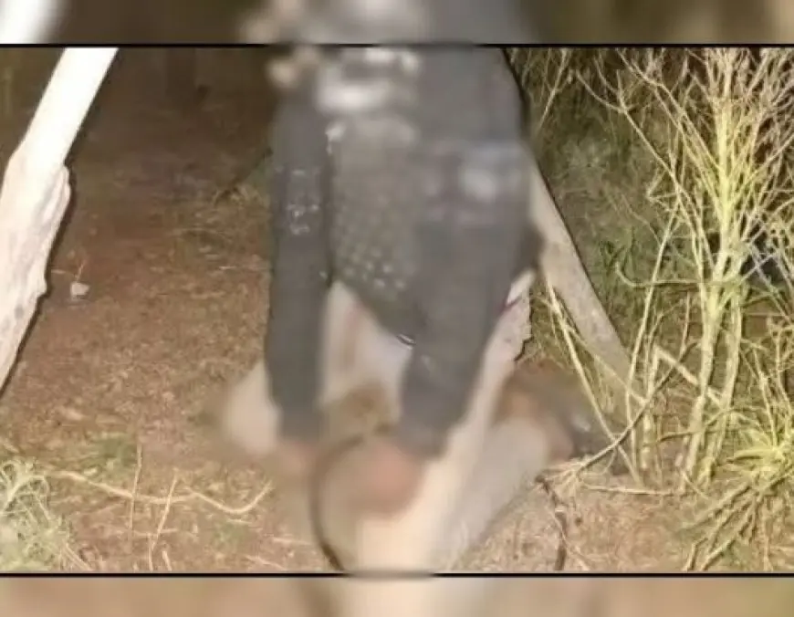 تحديد أولى جلسات التحقيق في قضية الطفل الراعي "إينو"