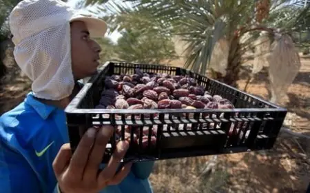 موسم جني التمور بتافيلالت ينطلق بتوقعات إنتاج تفوق 100 ألف طن