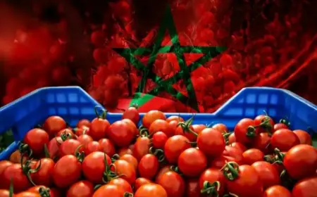 هولندا تعلق بيع طماطم مستوردة من المغرب لاحتوائها على معادن ضارة