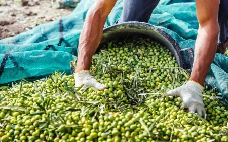 مهنيون يتوقعون انتعاش إنتاج الزيتون وانخفاض سعر الزيت في المغرب