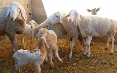 قرار وزاري جديد يسمح بذبح إناث الماشية باستثناء الحوامل