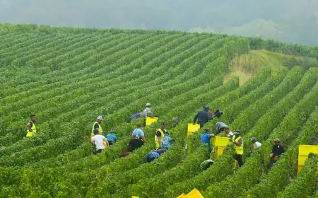 أنابيك تطلق عملية توظيف عمال مغاربة في ضيعات فرنسية