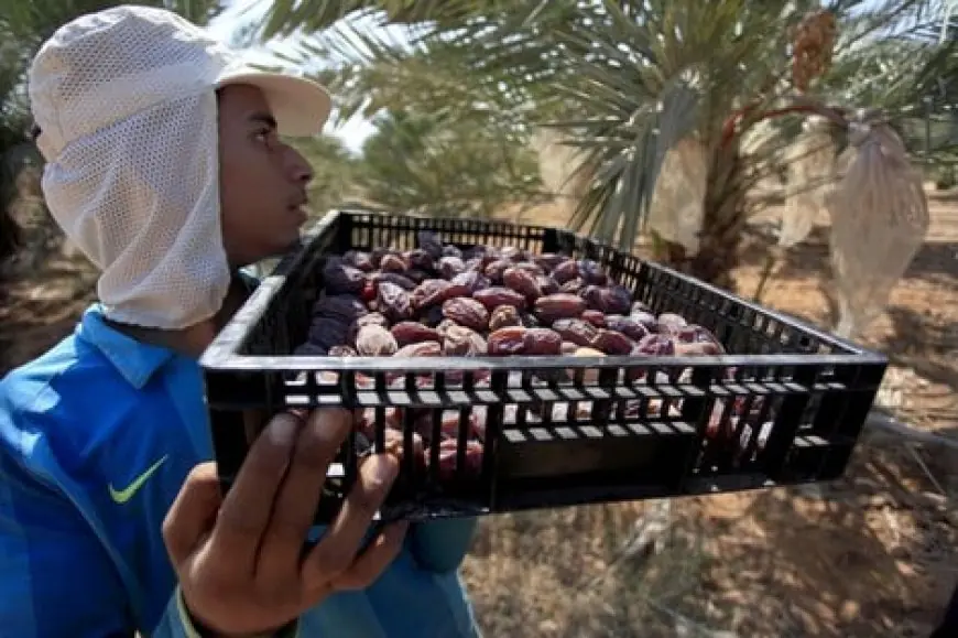 موسم جني التمور بتافيلالت ينطلق بتوقعات إنتاج تفوق 100 ألف طن