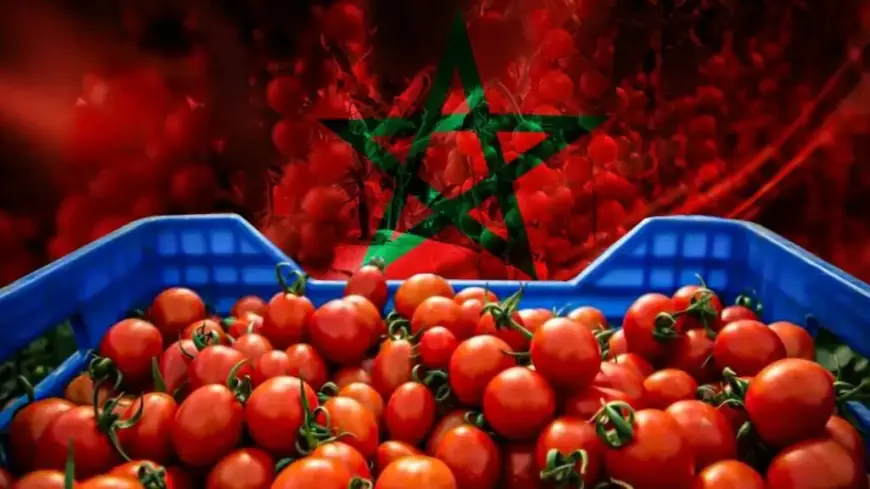 هولندا تعلق بيع طماطم مستوردة من المغرب لاحتوائها على معادن ضارة