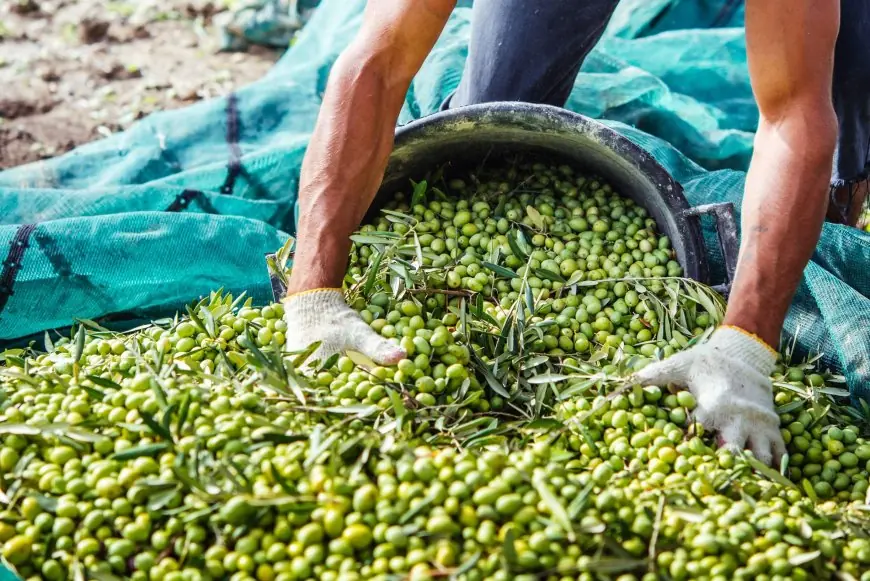 مهنيون يتوقعون انتعاش إنتاج الزيتون وانخفاض سعر الزيت في المغرب