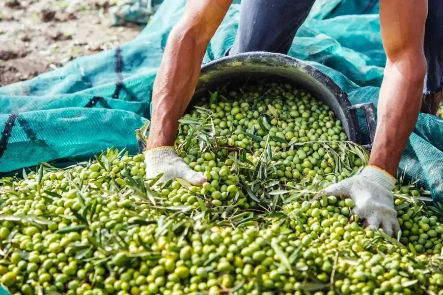 المرصد المغربي لحماية المستهلك يطالب بمراقبة صارمة لصادرات الزيتون