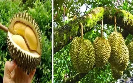استنفار في ألمانيا بسبب رائحة فاكهة الدوريان