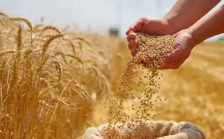 "إنتيرسيريال": فرنسا ستزود المغرب بـ3.5 ملايين طن من القمح اللين