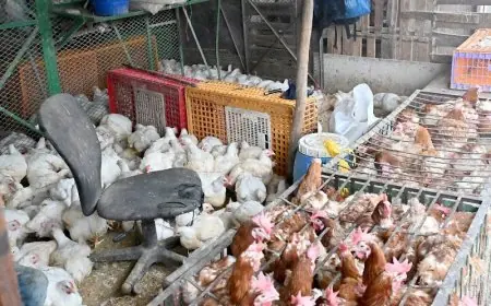 استمرار الإشكاليات اللوجستية يؤجل نقل سوق الدواجن بالجملة إلى بوسكورة