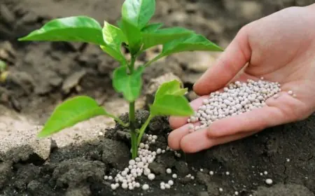 بنغلاديش توافق على استيراد 30 ألف طن من الأسمدة المغربية