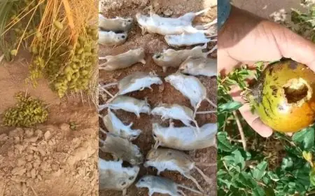 اجتياح الفئران لواحات الجنوب يهدد المحاصيل والزراعة المعيشية