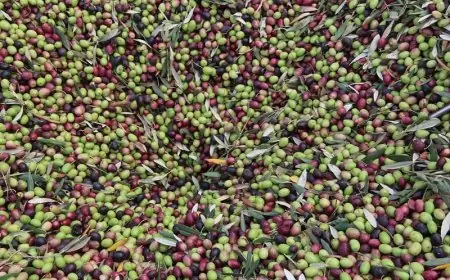 وفرة إنتاج الزيتون تنعش الأسواق وتخفض أسعار الزيت في شرق المغرب