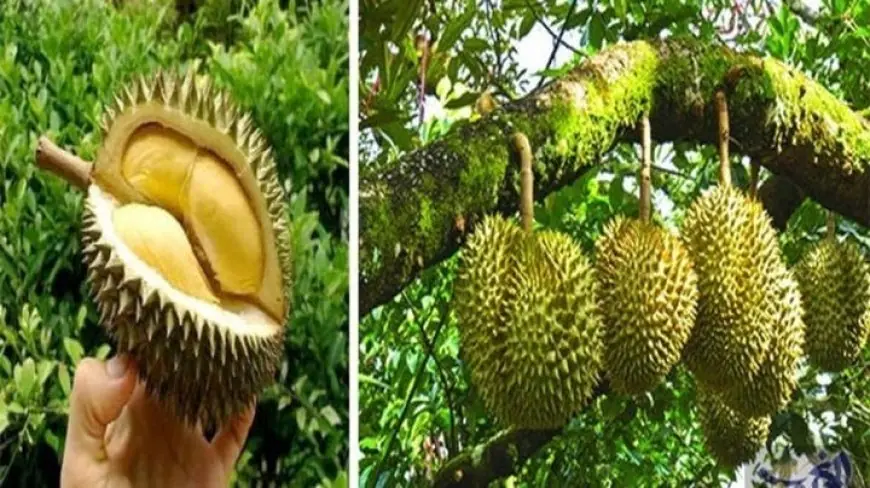استنفار في ألمانيا بسبب رائحة فاكهة الدوريان