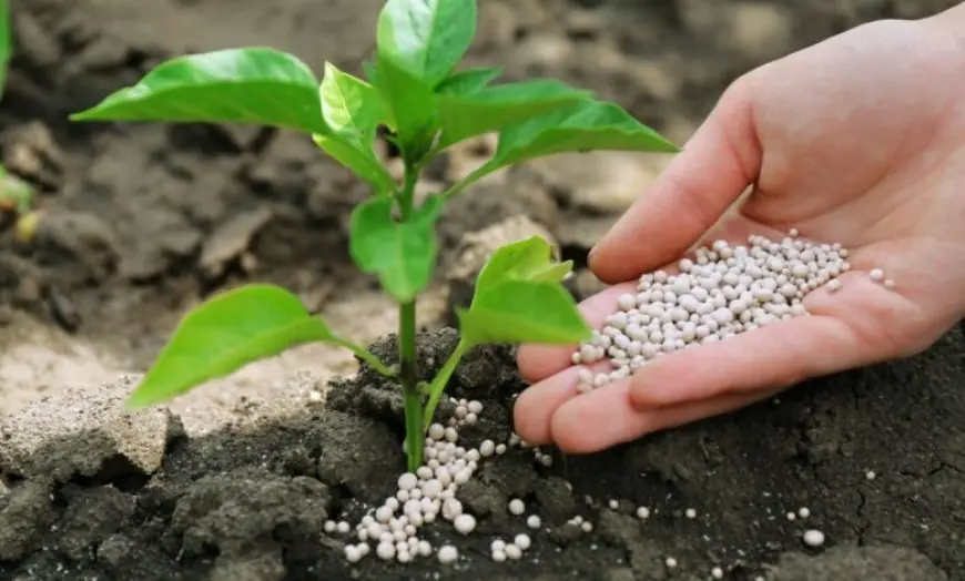 بنغلاديش توافق على استيراد 30 ألف طن من الأسمدة المغربية