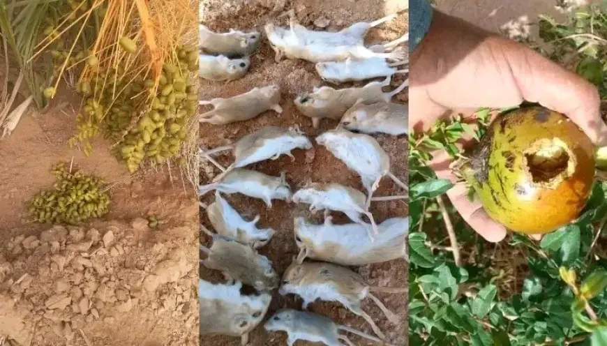 اجتياح الفئران لواحات الجنوب يهدد المحاصيل والزراعة المعيشية