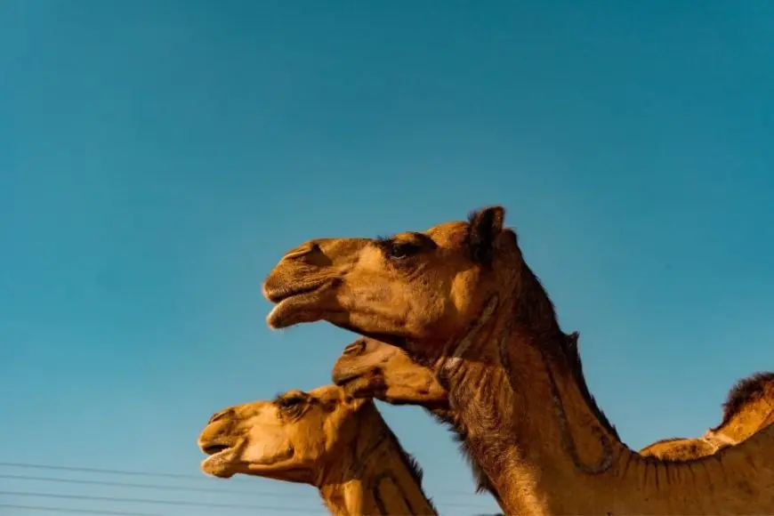 أستراليا المصدر الأول للإبل بالمغرب