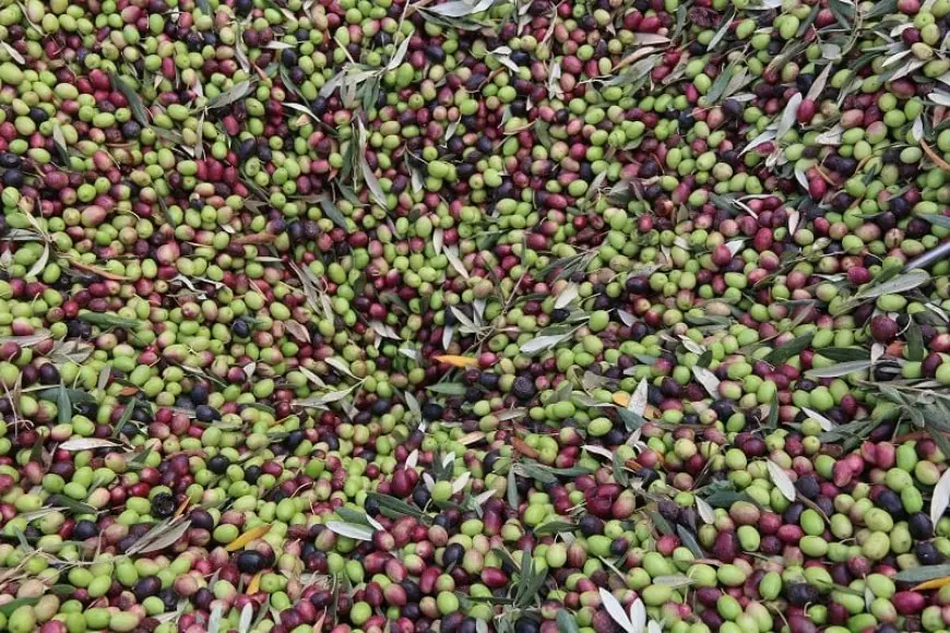وفرة إنتاج الزيتون تنعش الأسواق وتخفض أسعار الزيت في شرق المغرب