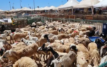الزنايدي يشكك في أرقام القطيع الوطني ويطالب وزارة الفلاحة بمحاسبة المتلاعبين