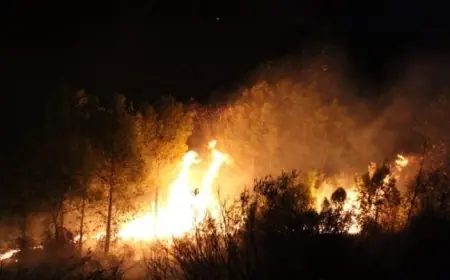 اندلاع 17 حريقا في 8 ولايات بالجزائر