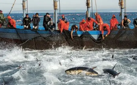 مفاوضات جديدة بين المغرب والاتحاد الأوروبي حول اتفاق الصيد البحري