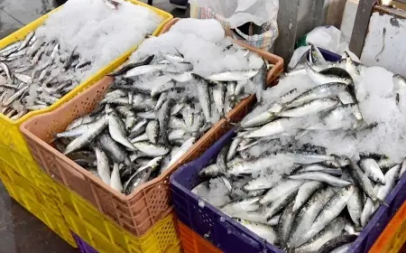 مطالب بفتح تحقيق عاجل بعد بلوغ سعر السردين 25 درهمًا للكيلوغرام