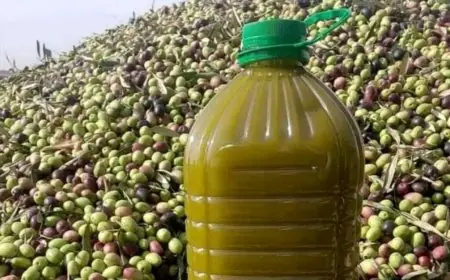برلمانية تطالب وزير الفلاحة بالكشف عن إجراءات مكافحة الغش في زيت الزيتون