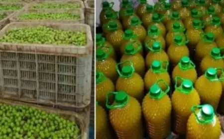 الدرك يفكك شبكة لترويج زيت الزيتون المغشوشة بالفقيه بن صالح