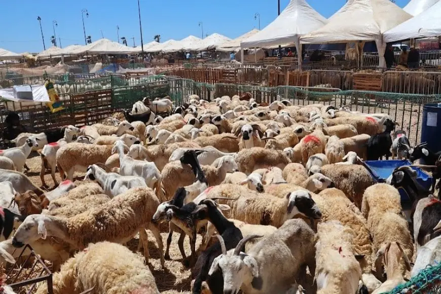 الزنايدي يشكك في أرقام القطيع الوطني ويطالب وزارة الفلاحة بمحاسبة المتلاعبين