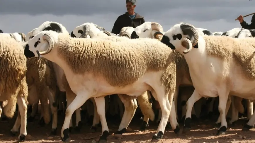 مع بداية صرف الدعم الحكومي.. مربو الماشية يواجهون ارتفاعاً حاداً في أسعار الأعلاف