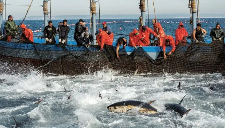 مفاوضات جديدة بين المغرب والاتحاد الأوروبي حول اتفاق الصيد البحري
