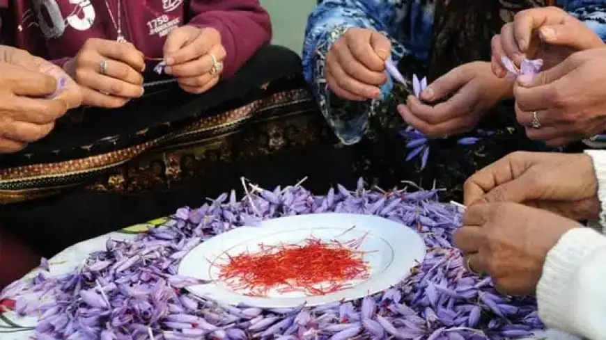 تالوين تحتضن الدورة 16 للمهرجان الدولي للزعفران