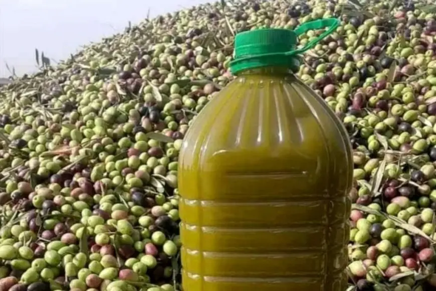 برلمانية تطالب وزير الفلاحة بالكشف عن إجراءات مكافحة الغش في زيت الزيتون