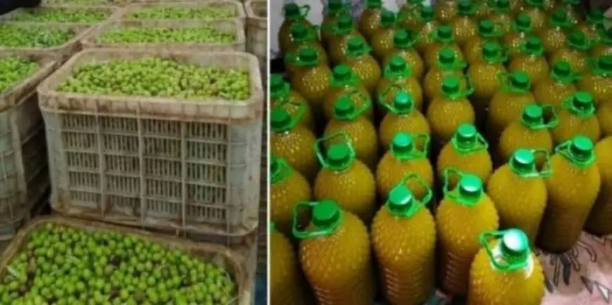 الدرك يفكك شبكة لترويج زيت الزيتون المغشوشة بالفقيه بن صالح