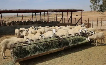 بعد ارتفاع أسعارها.. برلماني يطالب وزير الفلاحة بالتصدي لفراقشية أعلاف المواشي