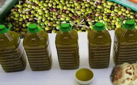 استمرار انخفاض أسعار زيت الزيتون بالمغرب وسط تحذيرات من اقتناء الزيوت المغشوشة