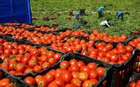 أسعار الطماطم بالأسواق المغربية تقفز إلى 10 دراهم للكيلوغرام