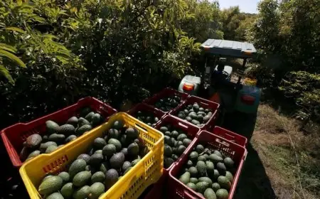 خلال موسم واحد.. المغرب يضاعف صادرات الأفوكادو ويحقق عائدات قياسية تتجاوز 300 مليون دولار