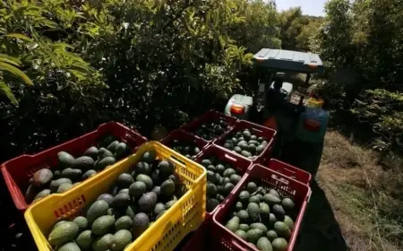 Le Maroc double ses exportations d'avocats et dépasse les 300 millions de dollars de recettes en une seule saison