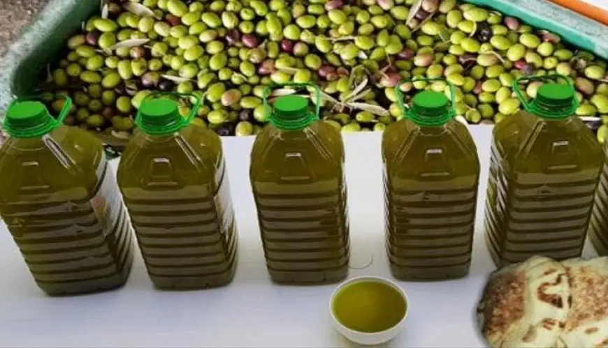 استمرار انخفاض أسعار زيت الزيتون بالمغرب وسط تحذيرات من اقتناء الزيوت المغشوشة